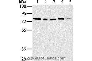 Western blot analysis of 293T, Raw264. (TAB3 抗体)