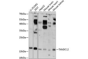 Western blot analysis of extracts of various cell lines, using TXNDC12 antibody (ABIN7270800) at 1:3000 dilution. (TXNDC12 抗体  (AA 93-172))