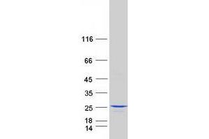 Western Blotting (WB) image for Chromosome 3 Open Reading Frame 34 (C3orf34) protein (Myc-DYKDDDDK Tag) (ABIN2715511)