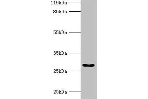 HOXA6 anticorps  (AA 1-233)