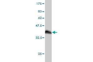 Western Blotting (WB) image for anti-3'(2'), 5'-Bisphosphate Nucleotidase 1 (BPNT1) (AA 1-100) antibody (ABIN564511)