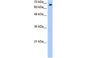 WB Suggested Anti-SYVN1 Antibody Titration:  0. (SYVN1 抗体  (C-Term))