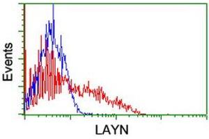 HEK293T cells transfected with either RC206197 overexpress plasmid (Red) or empty vector control plasmid (Blue) were immunostained by anti-LAYN antibody (ABIN2455651), and then analyzed by flow cytometry. (Layilin 抗体)