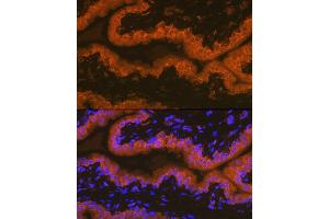 Immunofluorescence analysis of rat prostate using PSMA/FOLH1 Rabbit mAb (ABIN7267222) at dilution of 1:100 (40x lens). (PSMA 抗体)