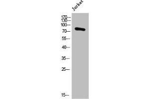 Western Blot analysis of JK cells using POLR3E Polyclonal Antibody (POLR3E 抗体  (Internal Region))