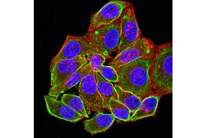 Immunofluorescence analysis of Hela cells using ALDOA mouse mAb (green). (ALDOA 抗体  (AA 9-145))