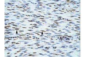 Image no. 1 for anti-NLR Family, CARD Domain Containing 4 (NLRC4) (AA 941-990) antibody (ABIN6735855) (NLRC4 抗体  (AA 941-990))