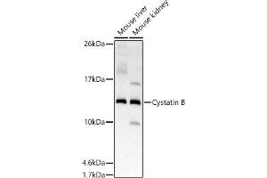 Western blot analysis of extracts of various cell lines, using Cystatin B antibody (ABIN7266617) at 1:500 dilution. (CSTB 抗体)