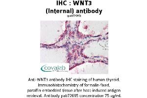 Image no. 3 for anti-Wingless-Type MMTV Integration Site Family, Member 3 (WNT3) (Internal Region) antibody (ABIN1740828) (WNT3 抗体  (Internal Region))