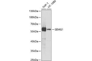 Western blot analysis of extracts of various cell lines, using SEMG1 antibody (ABIN6128755, ABIN6147527, ABIN6147528 and ABIN6221154) at 1:1000 dilution. (SEMG1 抗体  (AA 24-310))