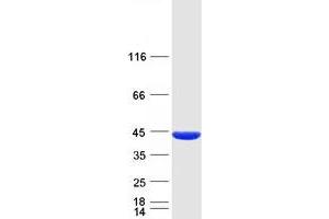 Western Blotting (WB) image for Pantothenate Kinase 3 (PANK3) protein (Myc-DYKDDDDK Tag) (ABIN2728207)
