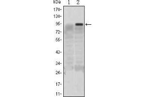 Western blot analysis using KLF4 mAb against HEK293 (1) and KLF4(AA: 2-180)-hIgGFc transfected HEK293 (2) cell lysate.
