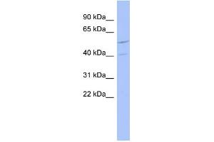 WB Suggested Anti-ZNF232 Antibody Titration:  0. (ZNF232 抗体  (N-Term))