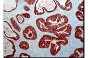 Immunohistochemistry analysis using Mouse Anti-FKBP52 Monoclonal Antibody, Clone Hi52C . (FKBP4 抗体  (PerCP))