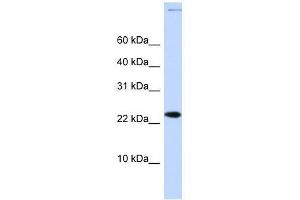 CHRAC1 antibody used at 0. (CHRAC1 抗体  (Middle Region))
