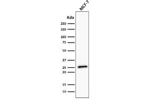 Western Blot Analysis of human MCF-7 cell lysate using Bcl-2 Monoclonal Antibody (BCL2/782 + BCL2/796).