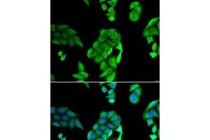 Immunofluorescence (IF) image for anti-Nucleolar Protein 3 (Apoptosis Repressor with CARD Domain) (NOL3) antibody (ABIN7011040)