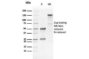 SDS-PAGE Analysis Purified GATA-3 Mouse Monoclonal Antibody (GATA3/2441).