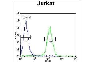 AXIN2 Antibody (C-term) (ABIN651608 and ABIN2840323) flow cytometric analysis of Jurkat cells (right histogram) compared to a negative control cell (left histogram). (AXIN2 抗体  (C-Term))