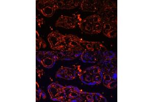 Immunofluorescence analysis of human placenta using LGR4 Polyclonal Antibody (ABIN6132102, ABIN6143174, ABIN6143176 and ABIN6216377) at dilution of 1:100 (40x lens). (LGR4 抗体  (AA 320-540))