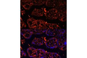 Immunofluorescence analysis of human placenta using LGR4 Polyclonal Antibody (ABIN6132102, ABIN6143174, ABIN6143176 and ABIN6216377) at dilution of 1:100 (40x lens). (LGR4 抗体  (AA 320-540))
