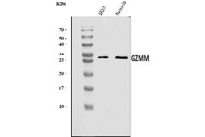 Western blot analysis of Granzyme M/GZMM using anti-Granzyme M/GZMM antibody (ABIN7602212).
