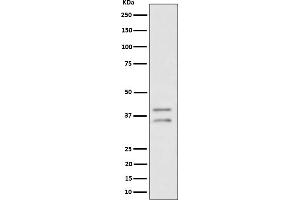 Western blot analysis of UFD1L expression in HeLa cell lysate.
