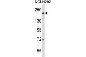 Western Blotting (WB) image for anti-CD163 Molecule-Like 1 (CD163L1) antibody (ABIN2997654) (CD163L1 抗体)