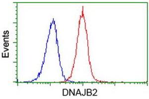Image no. 3 for anti-DnaJ (Hsp40) Homolog, Subfamily B, Member 2 (DNAJB2) antibody (ABIN1497868) (DNAJB2 抗体)