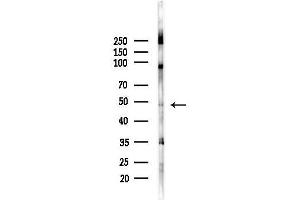Western blot analysis of lysates from  cells(heat-shock,45 min treatment), using N Antibody at 1/1000 dilution.