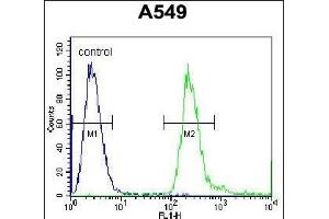 BPN1L Antibody (Center) (ABIN655857 and ABIN2845264) flow cytometric analysis of A549 cells (right histogram) comred to a negative control cell (left histogram). (PABPN1L 抗体  (AA 166-194))