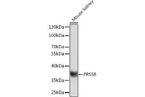 Western blot analysis of extracts of Mouse kidney, using PRSS8 Rabbit pAb (ABIN7269583) at 1:1000 dilution. (PRSS8 抗体  (C-Term))