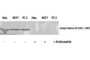 Western Blot (WB) analysis of specific cells using Acetyl-Histone H4 (K8) Polyclonal Antibody. (Histone H4 抗体  (acLys8))