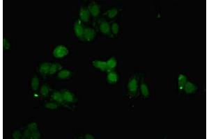 Immunofluorescent analysis of HepG2 cells using ABIN7152417 at dilution of 1:100 and Alexa Fluor 488-congugated AffiniPure Goat Anti-Rabbit IgG(H+L) (FBXO25 抗体  (AA 1-291))