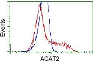 Image no. 3 for anti-Acetyl-CoA Acetyltransferase 2 (ACAT2) antibody (ABIN1496401) (ACAT2 抗体)