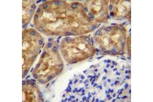 ASS1 antibody immunohistochemistry analysis in formalin fixed and paraffin embedded human kidney tissue. (ASS1 抗体  (AA 281-310))