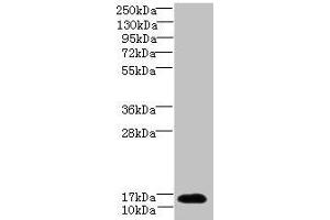 Western blot All lanes: TCEAL7 antibody at 2 μg/mL + A549 whole cell lysate Secondary Goat polyclonal to rabbit IgG at 1/10000 dilution Predicted band size: 13 kDa Observed band size: 13 kDa (TCEAL7 抗体  (AA 1-100))