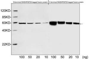 Western blot analysis of NWSHPQFEK tagged fusion proteins expressed in E. (Strep Tag II 抗体)