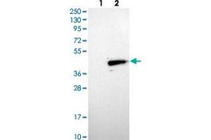 Western blot analysis of Lane 1: Negative control (vector only transfected HEK293T lysate), Lane 2: Over-expression Lysate (Co-expressed with a C-terminal myc-DDK tag (~3. (MOSC1 抗体)