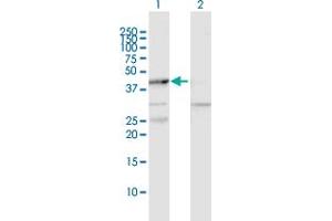 Western Blot analysis of MAPKAPK2 expression in transfected 293T cell line by MAPKAPK2 MaxPab polyclonal antibody. (MAPKAP Kinase 2 抗体  (AA 1-400))