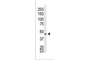 Western Blotting (WB) image for anti-Gap Junction Protein, alpha 5, 40kDa (GJA5) (AA 102-134), (N-Term) antibody (ABIN5536705)