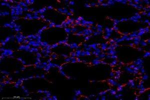 Immunofluorescent analysis of paraformaldehyde-fixed rat lung using,OMD (ABIN7074956) at dilution of 1: 1000 (Osteomodulin 抗体)