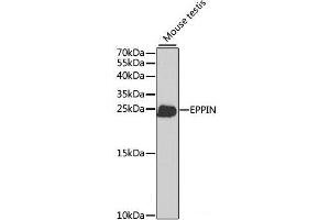 Western blot analysis of extracts of Mouse testis using EPPIN Polyclonal Antibody at dilution of 1:1000. (Eppin 抗体)