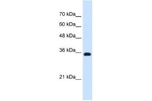 WB Suggested Anti-ATP1B1 Antibody Titration:  0. (ATP1B1 抗体  (Middle Region))
