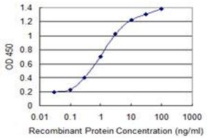 Detection limit for recombinant GST tagged CHUK is 0. (IKK alpha 抗体  (AA 646-745))