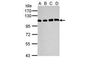 Image no. 2 for anti-Ubiquitin Specific Peptidase 13 (Isopeptidase T-3) (USP13) (C-Term) antibody (ABIN1491928) (USP13 抗体  (C-Term))