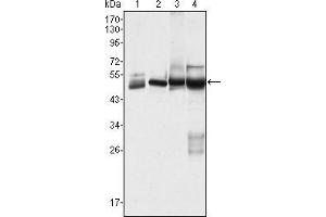 Western blot analysis using CK7 mouse mAb against Hela (1), MCF-7 (2), A431 (3) and A549 (4) cell lysate.