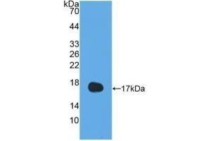 Detection of Recombinant IL13, Human using Polyclonal Antibody to Interleukin 13 (IL13)