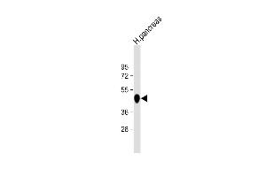 Western Blotting (WB) image for anti-Carboxypeptidase B1 (Tissue) (CPB1) (AA 9-37), (N-Term) antibody (ABIN655962)