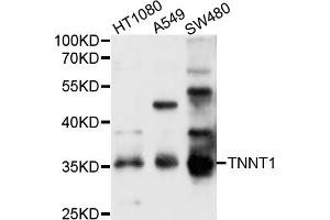 Western blot analysis of extracts of various cell lines, using TNNT1 antibody (ABIN4905455) at 1:1000 dilution. (TNNT1 抗体)